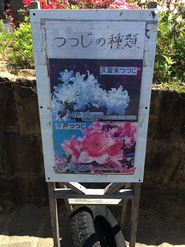 長串山公園 つつじ祭りの見頃や注意点など 長崎県佐世保市 写真66枚 僕の人生 変な人ばっかり