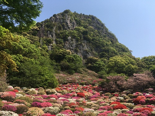 御船山楽園のつつじ 昼と夜 どっちに行くべき 僕の人生 変な人ばっかり