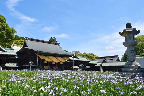 宮地嶽神社の菖蒲 写真33枚としめ縄 鯉など 僕の人生 変な人ばっかり