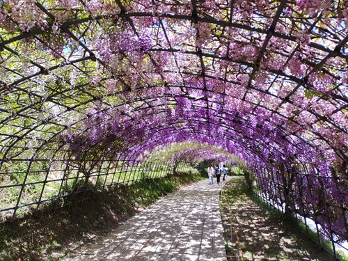 河内藤園22 チケットの購入方法 園内の様子 駐車場など 写真65枚 僕の人生 変な人ばっかり