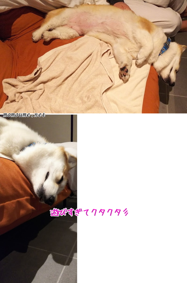 f:id:momoumemama:20190418151538j:plain f:id:momoumemama:20190418151538j:plain