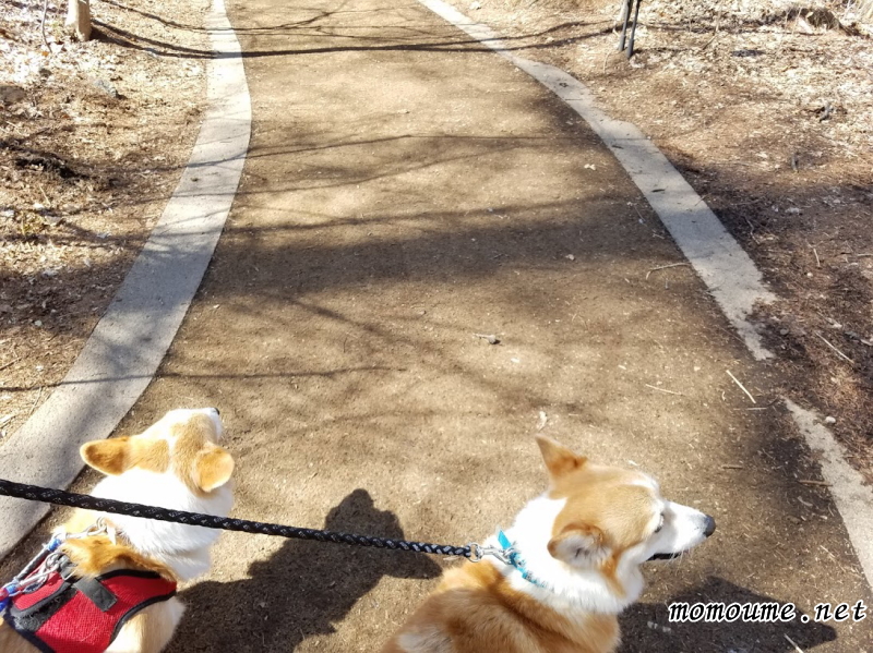 f:id:momoumemama:20190604152741j:plain f:id:momoumemama:20190604152741j:plain