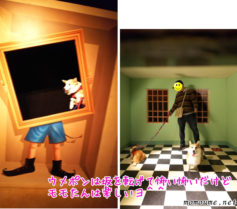 f:id:momoumemama:20190604153046j:plain f:id:momoumemama:20190604153046j:plain
