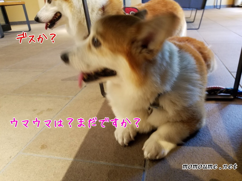 f:id:momoumemama:20190731152012j:plain