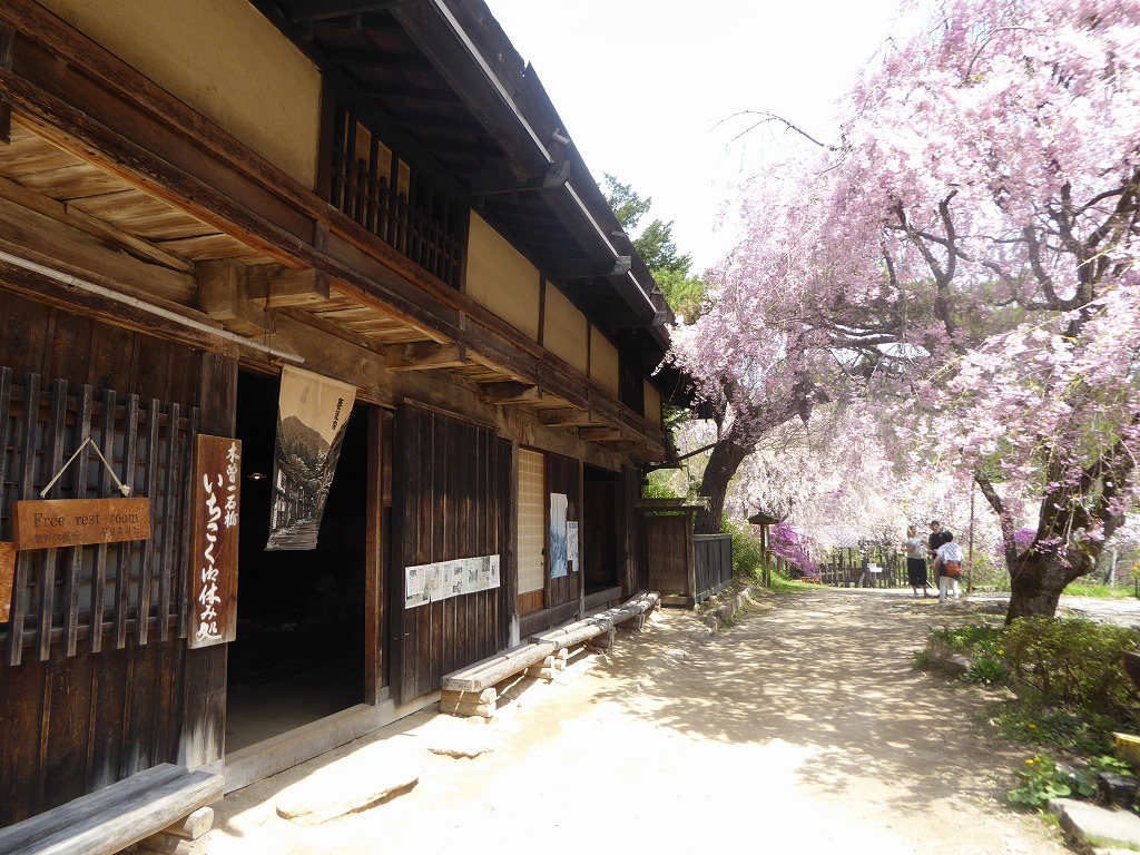 春の中山道ハイキング2 満開の枝垂れ桜と妻籠までの道のり おでかけ ももよろず 春の中山道ハイキング2 満開の枝垂れ桜と妻籠までの道のり おでかけ ももよろず