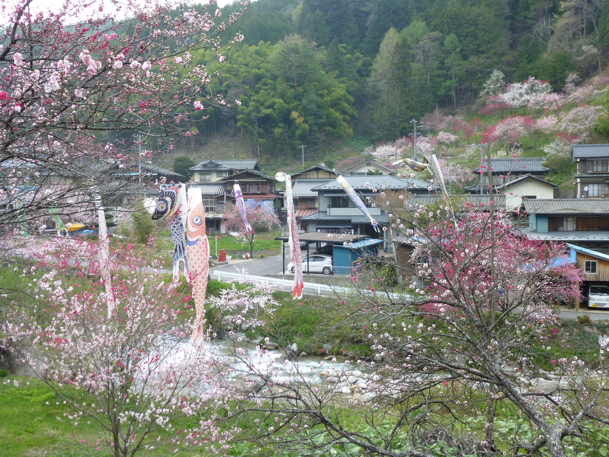 Gwにオススメ 南信州阿智村 はなもも街道と花桃の里 おでかけ ももよろず
