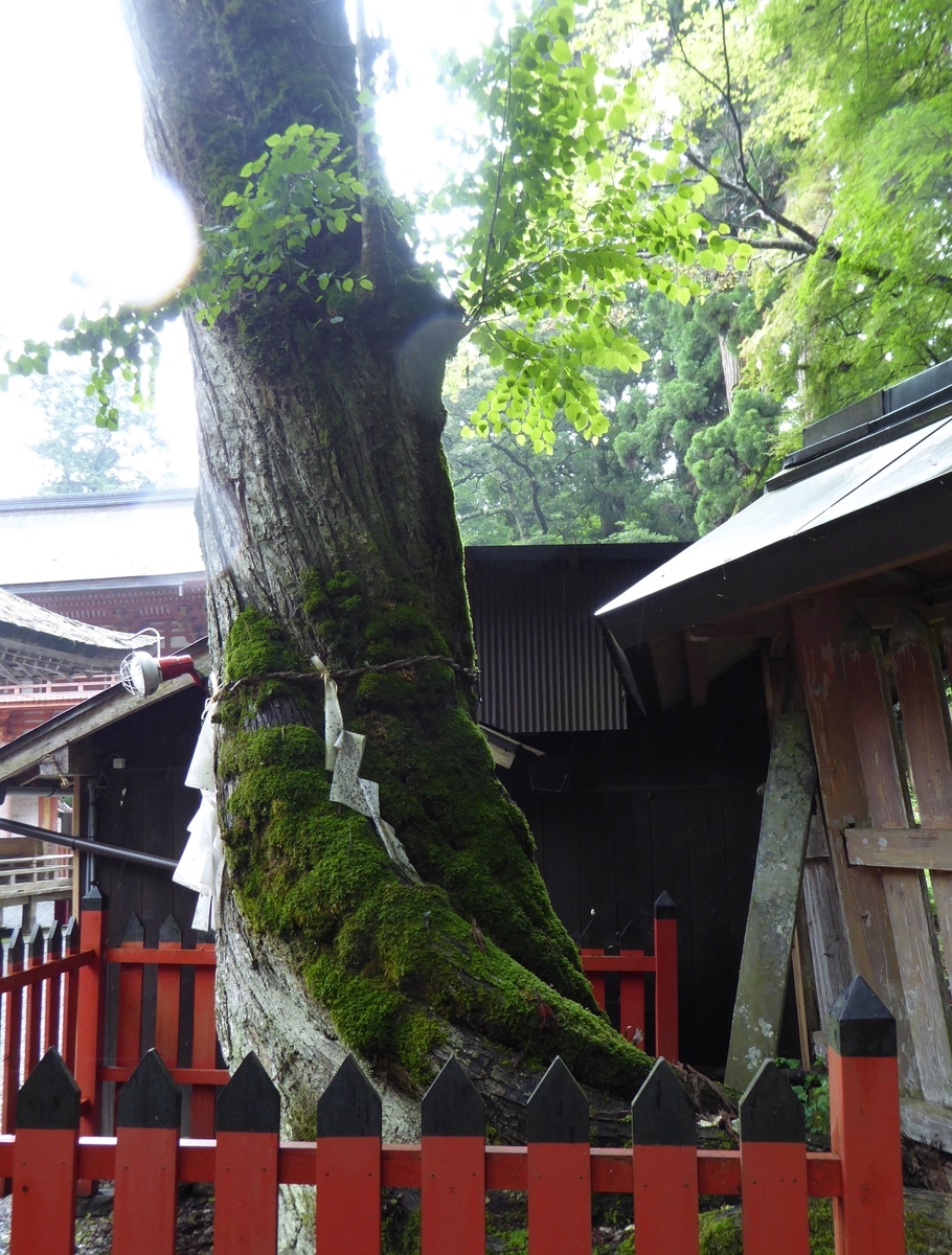 f:id:momoyorozu:20201213143135j:plain