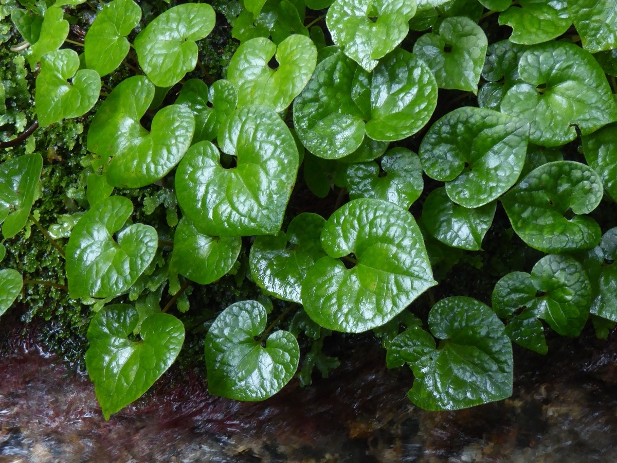 f:id:momoyorozu:20201213144632j:plain