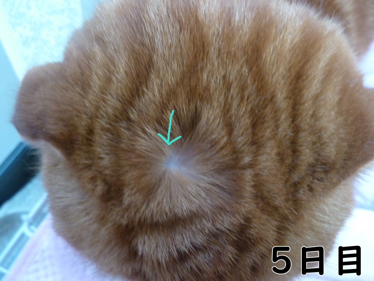 f:id:mona1009:20200521142431j:plain f:id:mona1009:20200521142431j:plain