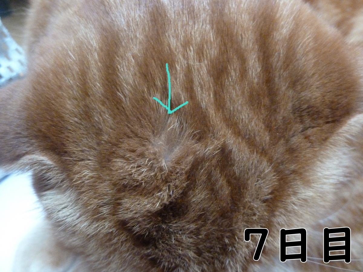f:id:mona1009:20200521142514j:plain f:id:mona1009:20200521142514j:plain