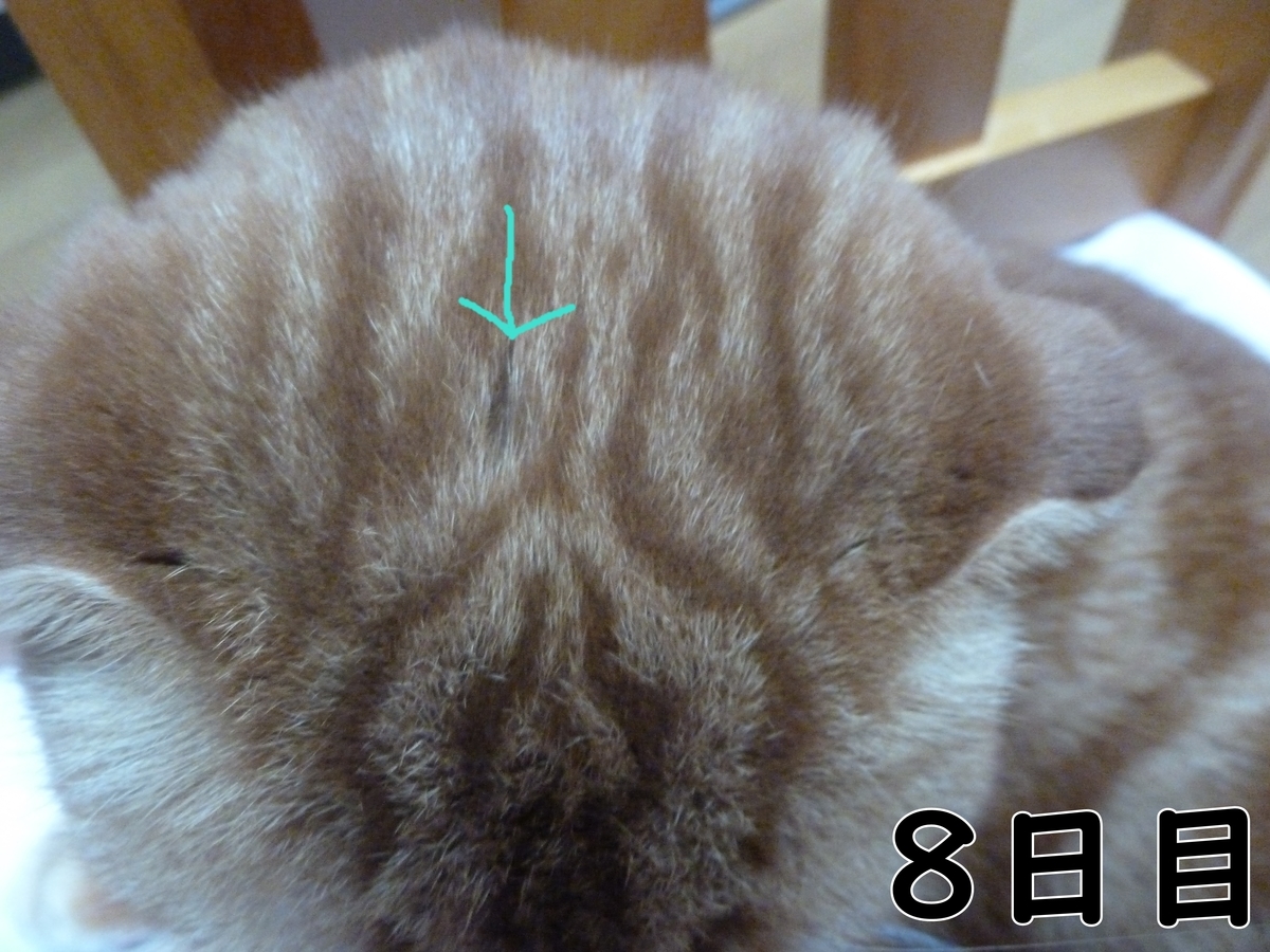 f:id:mona1009:20200521142522j:plain f:id:mona1009:20200521142522j:plain