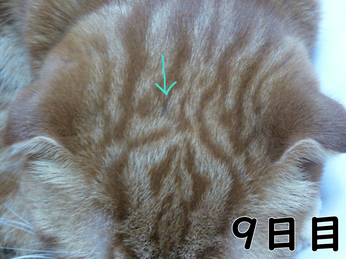 f:id:mona1009:20200521142534j:plain f:id:mona1009:20200521142534j:plain