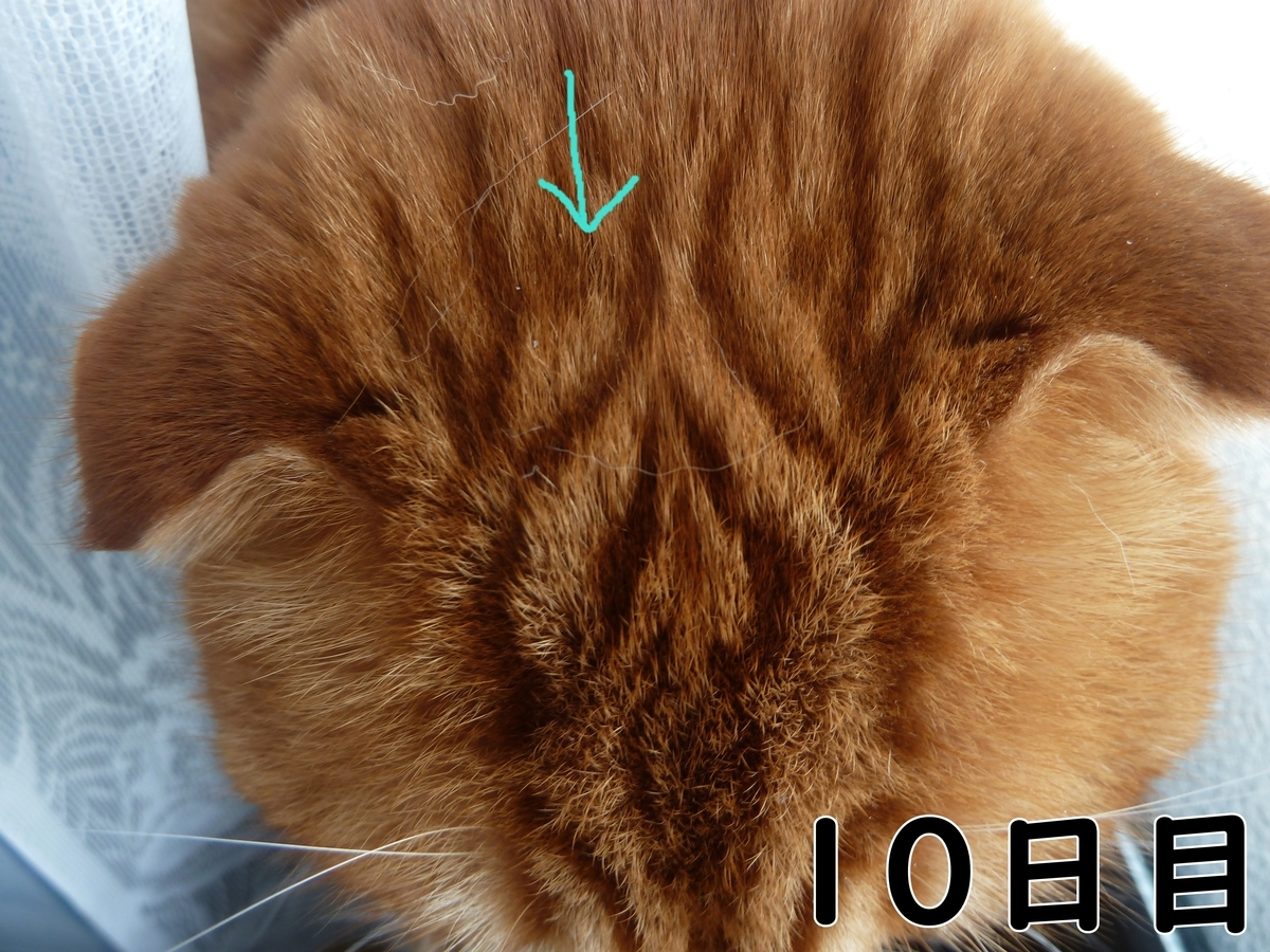 f:id:mona1009:20200521142605j:plain f:id:mona1009:20200521142605j:plain