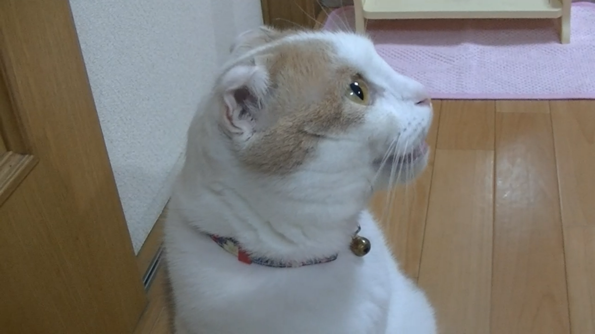 f:id:mona1009:20200901155901p:plain f:id:mona1009:20200901155901p:plain