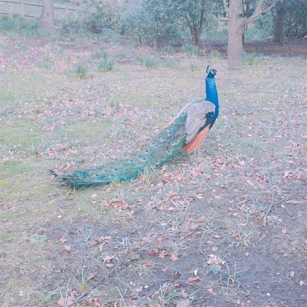 f:id:mona18:20190312065525j:image f:id:mona18:20190312065525j:image
