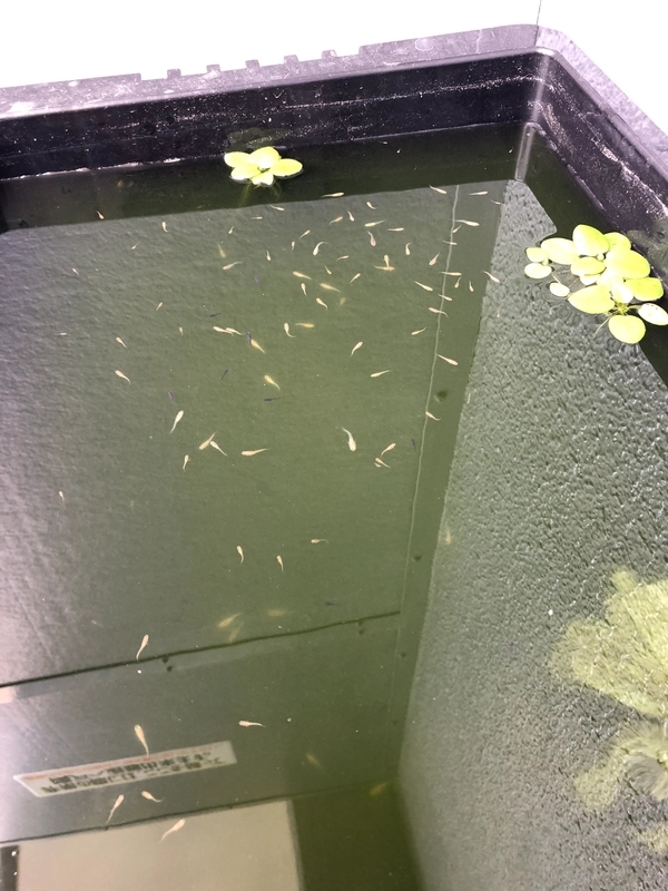 f:id:mona_k:20210617114347j:plain