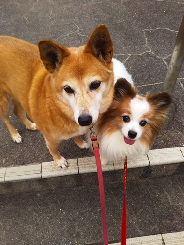 f:id:monachabimama:20190221093850j:plain