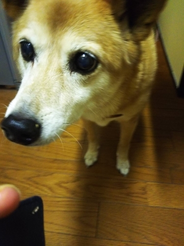 f:id:monachabimama:20190223201144j:plain