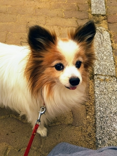 f:id:monachabimama:20190223201419j:plain