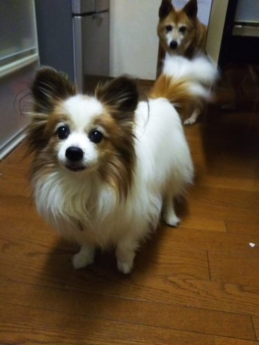 f:id:monachabimama:20190223201458j:plain