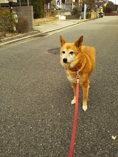 f:id:monachabimama:20190228135142j:plain