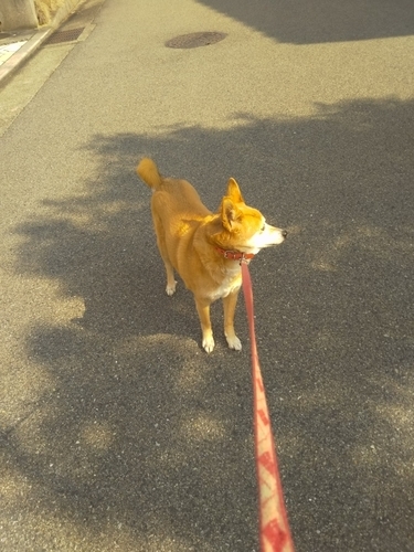f:id:monachabimama:20190301155511j:plain