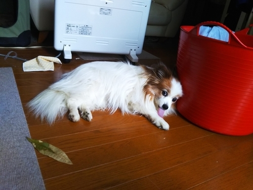 f:id:monachabimama:20190303155316j:plain f:id:monachabimama:20190303155316j:plain