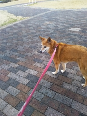 f:id:monachabimama:20190306154007j:plain