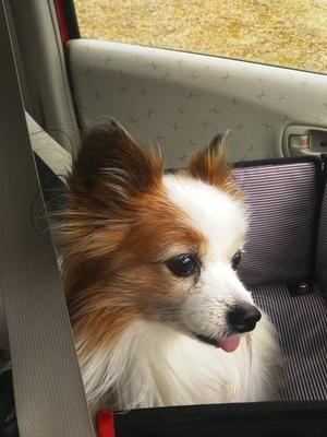 f:id:monachabimama:20190306154432j:plain
