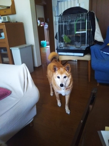 f:id:monachabimama:20190307120150j:plain