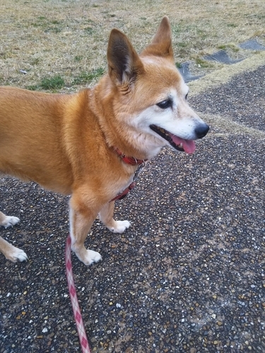 f:id:monachabimama:20190308115010j:plain