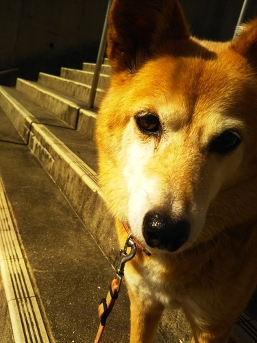 f:id:monachabimama:20190309203901j:plain