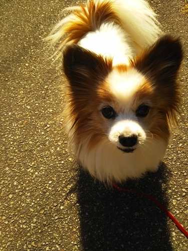 f:id:monachabimama:20190314123320j:plain