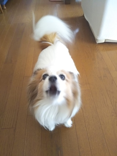 f:id:monachabimama:20190315130544j:plain