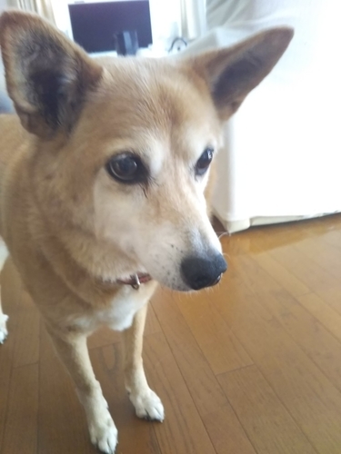 f:id:monachabimama:20190315130621j:plain