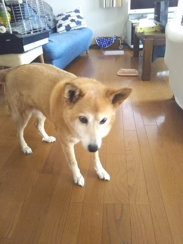 f:id:monachabimama:20190315130647j:plain