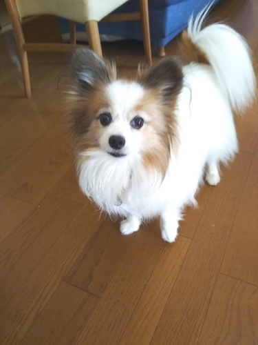 f:id:monachabimama:20190316152238j:plain