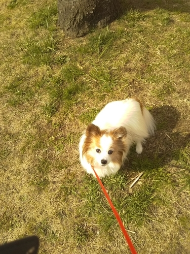 f:id:monachabimama:20190318153004j:plain