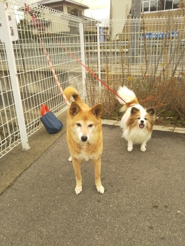 f:id:monachabimama:20190320141859j:plain