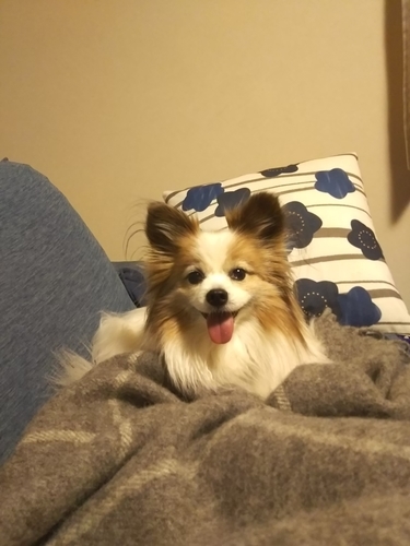 f:id:monachabimama:20190321102042j:plain