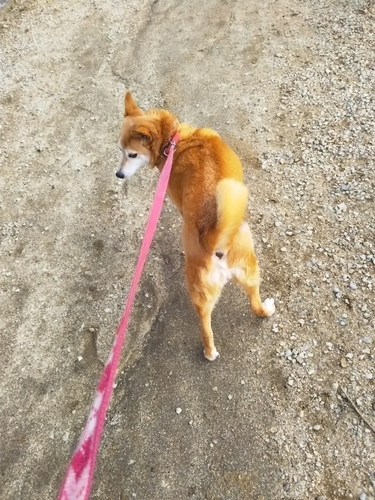 f:id:monachabimama:20190321170552j:plain