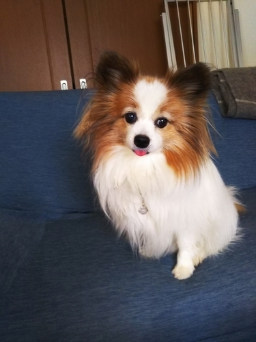 f:id:monachabimama:20190324130933j:plain
