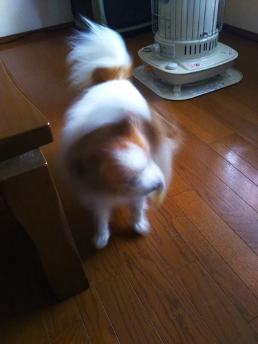 f:id:monachabimama:20190324131024j:plain