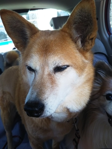 f:id:monachabimama:20190324152539j:plain