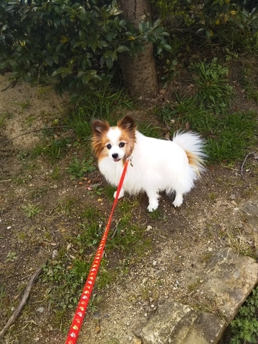 f:id:monachabimama:20190324152708j:plain