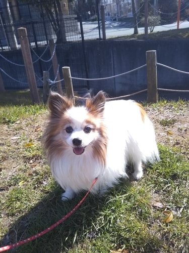 f:id:monachabimama:20190326113330j:plain