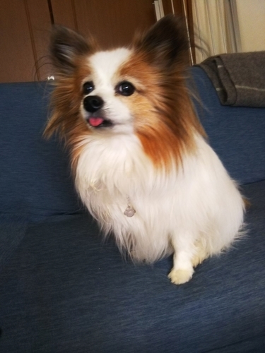 f:id:monachabimama:20190327091147j:plain
