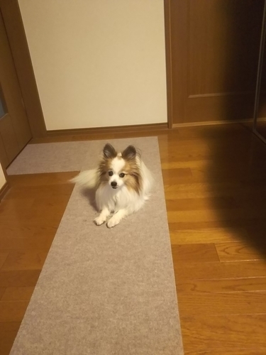 f:id:monachabimama:20190402075512j:plain