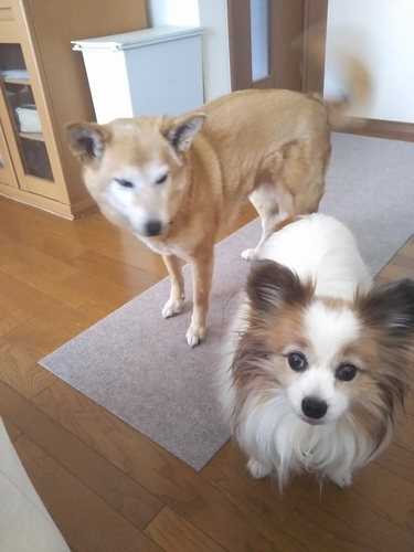 f:id:monachabimama:20190402075631j:plain