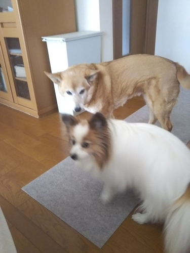 f:id:monachabimama:20190402075702j:plain